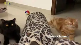 Persian cats 