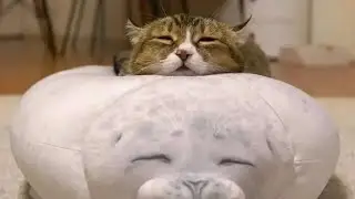 /🌸🌼клоны в реальном мире🥀🌸\ ! не конон! /нет шипов\🥰😘 