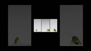 Bug