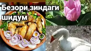 ОЛАМИ ХАЙВОНОТИ МО/МОХИБИРЁН🇹🇯24.03.21