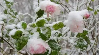 Secret Garden - Lament for a Frozen Flower