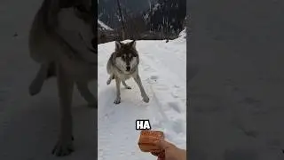 ХИТРЫЙ ВОЛК😱