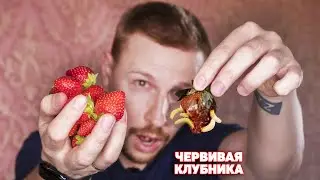 Сколько ЧЕРВЕЙ в вашей клубнике? Эксперимент из Тик-Тока TikTok