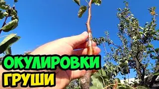 Сюжет из жизни в деревне, где я рассказываю о сделанных окулировках груши || Обзор прививок в 2022