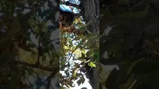 Рыжий бельчонок кушает орех