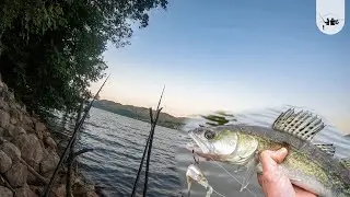 Pecanje Smuđa leti na filet i repić - Dunav, Đerdap 2023