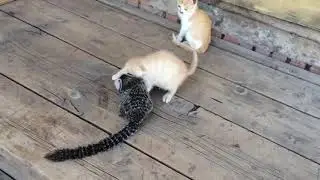 Pygmy marmoset and kittens.