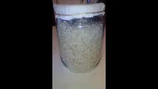 Как собрать много семян томата