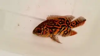 Oscar Red tinger padrão top 