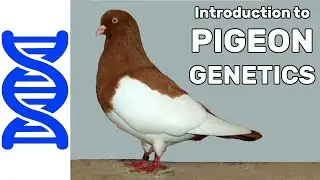 Introduction to Pigeon Genetics