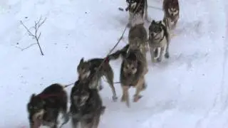 Iditarod 2011-Corral Hill---Cim Smyth