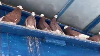 Пермские чубарые голуби