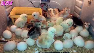 Best Chicken Incubator: Saving Money with Homemade Chicken Incubators - Easy DIY Ideas