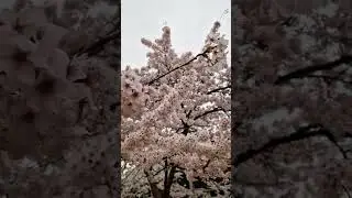 Зацвели деревья в Германии🌸