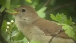 Nightingale singing at Cowpen Bewley