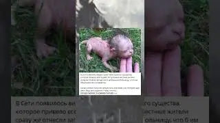 В Сети появилось видео с участием странного существа, которое привело всех в ужас!#shorts