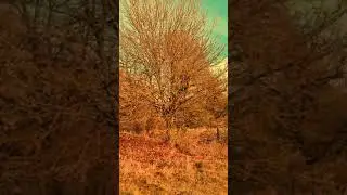 Nature Park Landscape