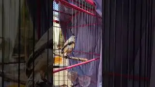 BURUNG CENDET BONDOL TAPI GACOR