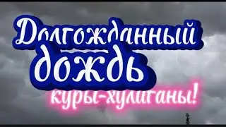 Долгожданный дождь! Куры-хулиганы! Кабачковый торт.🎂