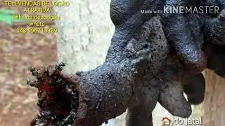 Conheça o terror das abelhas sem ferrão! Uma espécie de abelha que ninguém quer por perto.
