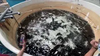 黑色比目魚