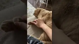 Squeezing My Cat’s Paw for 1 Minute
