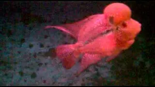 Video019