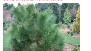 Семена сосны Yunnanensis юннаньская