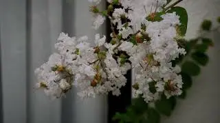 Fui unos días a Curicó a ver a mi familia
