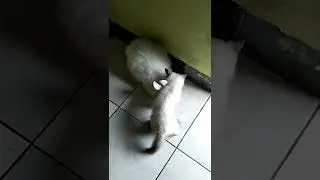 Persahabatan Kelinci & Anak kucing #02 " Anak Kucing Sayang Kelinci ". #shorts