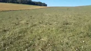 Гови сафед  омад.