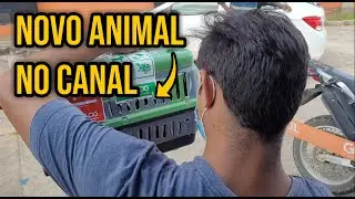 Chegada de um novo animal | Dorival Falcoaria e Voo Livre