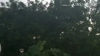 Пение птиц в 4 утра
