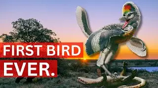 Discover the Fascinating Origins of Earth's First Bird!