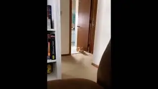 Cat jumpscare.