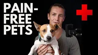Red Light Therapy for Pets in Pain: Natural Relief for Your Furry Friend