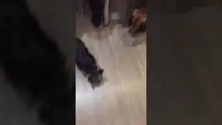 Великий Прохор и Дейзи. Сцена знакомства.