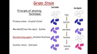 Gram staining