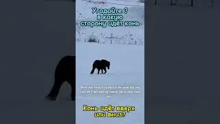 В какую сторону идёт конь? | Which way is the horse going? #trend #horse   #opticalillusion #иллюзия