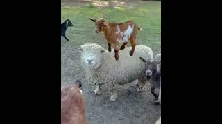 Goat riding sheep
