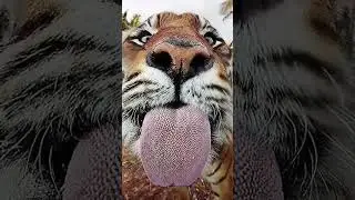 Why is a tiger's tongue so rough? 🤔🐯 