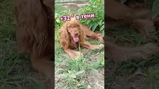 куда прятаться? #английскийкокерспаниель #кокер #собака #любовь #краснодарскийкрай #жара #2024 #июнь
