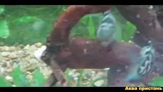 Семейство сапфировых попугайчиков