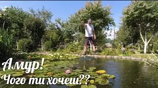 Зловити Амура 🐟🤔 Як і на що я ловив...