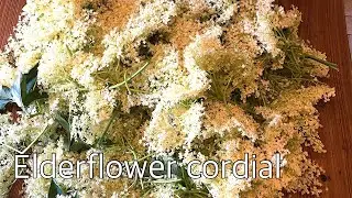 How To Make Elderflower Cordial - littleblackpig
