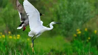 Белых цапель выпотрошено:0/1🐦🔪[нарезка]
