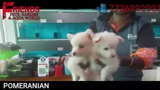 Pomeranian