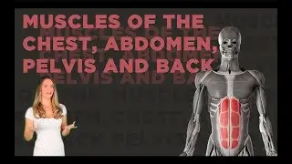 Muscles of the Chest, Abdomen, Pelvis and Back