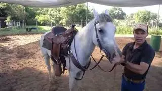 Como caminhar o cavalo pra ele ficar manso bom pra passeio ou lida