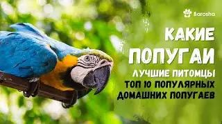 👑 Какие попугаи лучшие питомцы 👑  ТОП 10 популярных  домашних попугаев 👑